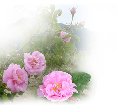 Преговори с Китай за разширяване търговията с розово масло